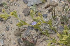 Nolana parviflora