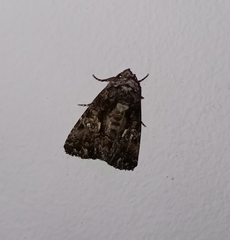 Condica illecta