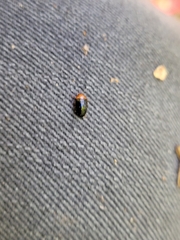 Triplax thoracica