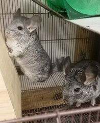 Chinchilla lanigera