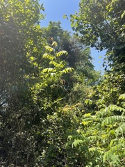 Cnestis polyphylla