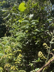 Cnestis polyphylla