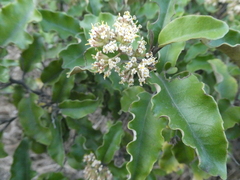 Olearia paniculata
