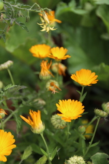 Calendula