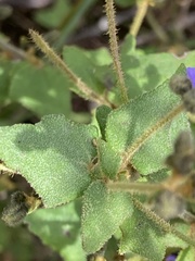 Dampiera hederacea