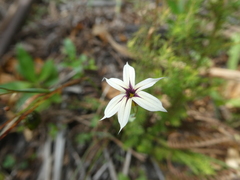 Sisyrinchium micranthum