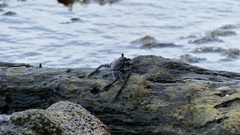 Grapsus albolineatus