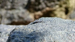Grapsus albolineatus