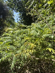 Cnestis polyphylla