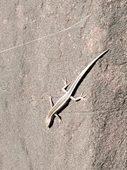 Cryptoblepharus pulcher