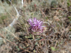 Monardella odoratissima glauca