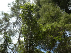 Parsonsia