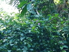 Fridericia