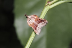 Clydonopteron sacculana