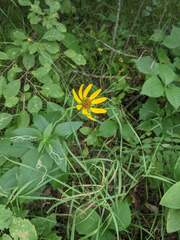 Heliopsis