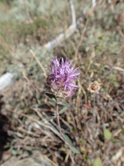 Monardella odoratissima glauca