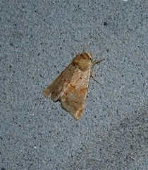 Mycteroplus puniceago