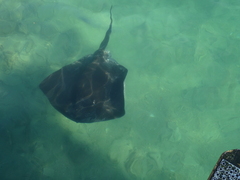 Bathytoshia brevicaudata