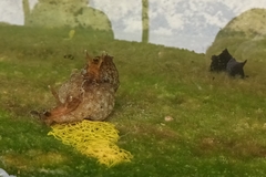 Aplysia sydneyensis