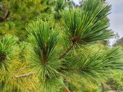 Pinus hartwegii