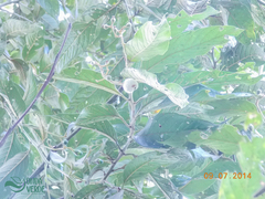 Nectandra