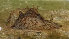 Aplysia sydneyensis