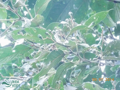Nectandra