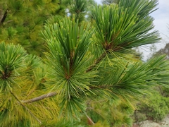 Pinus hartwegii