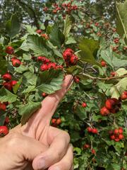 Crataegus chrysocarpa