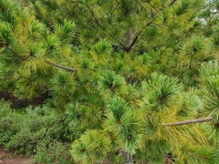 Pinus hartwegii