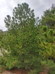 Pinus hartwegii