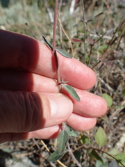 Monardella odoratissima glauca