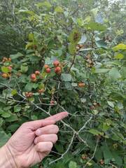 Crataegus chrysocarpa