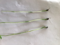 Pterostylis pedunculata