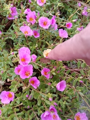 Portulaca umbraticola