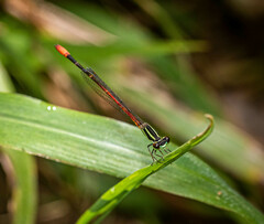 Argiocnemis rubescens