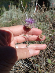 Monardella odoratissima glauca