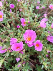 Portulaca umbraticola