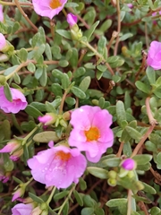 Portulaca umbraticola