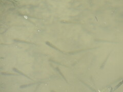 Notemigonus crysoleucas