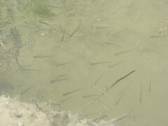 Notemigonus crysoleucas