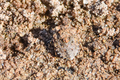 Gelastocoris oculatus