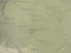 Notemigonus crysoleucas