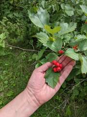 Crataegus chrysocarpa