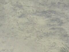 Notemigonus crysoleucas