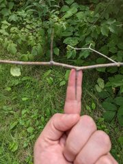 Crataegus chrysocarpa