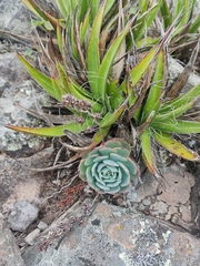 Echeveria secunda