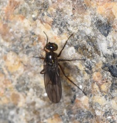 Empididae