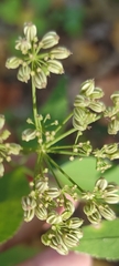 Thaspium trifoliatum
