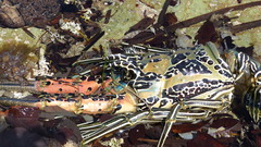 Panulirus versicolor